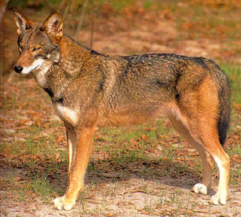 Red Wolf Information | wildwolfkids